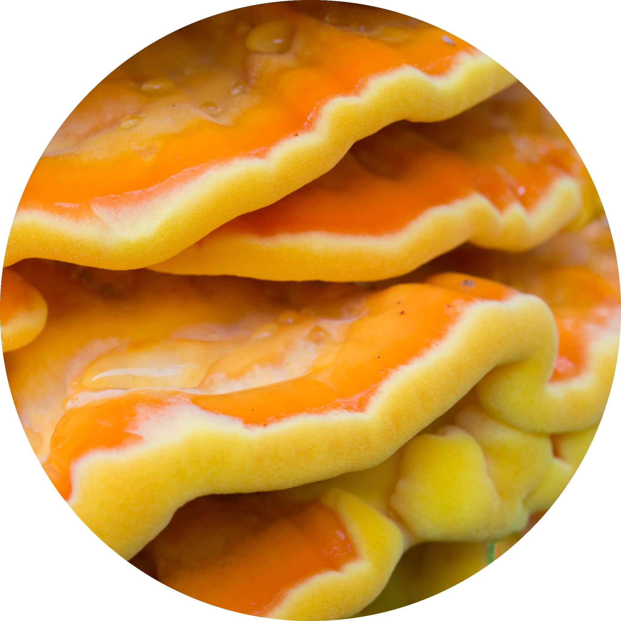 chicken of the woods mushroom